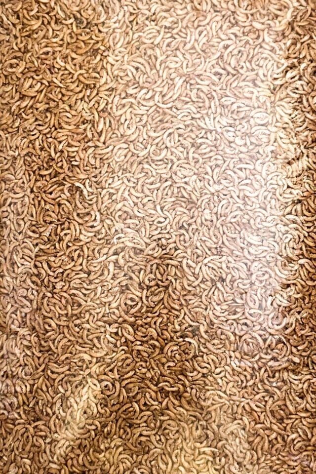 GAMMARUS 750GR