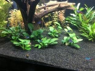 Akvaryum Kumu Siyah 1 No 10 kg