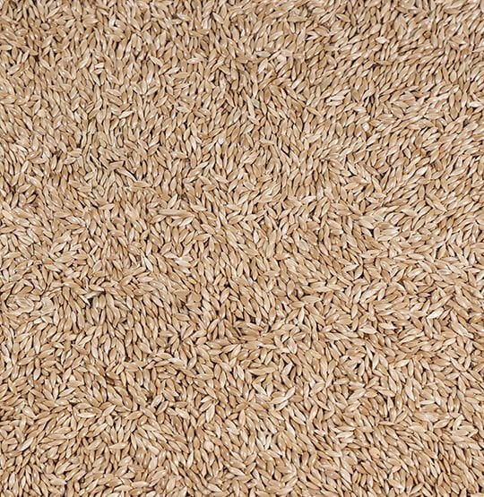 VİVİD SADE KANARYA YEMİ 20 KG