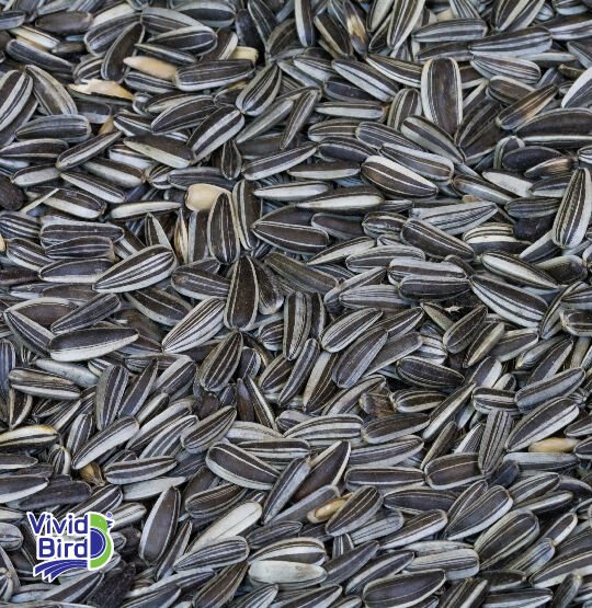 VİVİD ALACA ÇEKİRDEK 20 KG