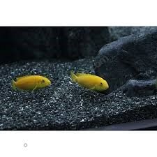 Akvaryum Kumu Siyah 2 No 10 kg